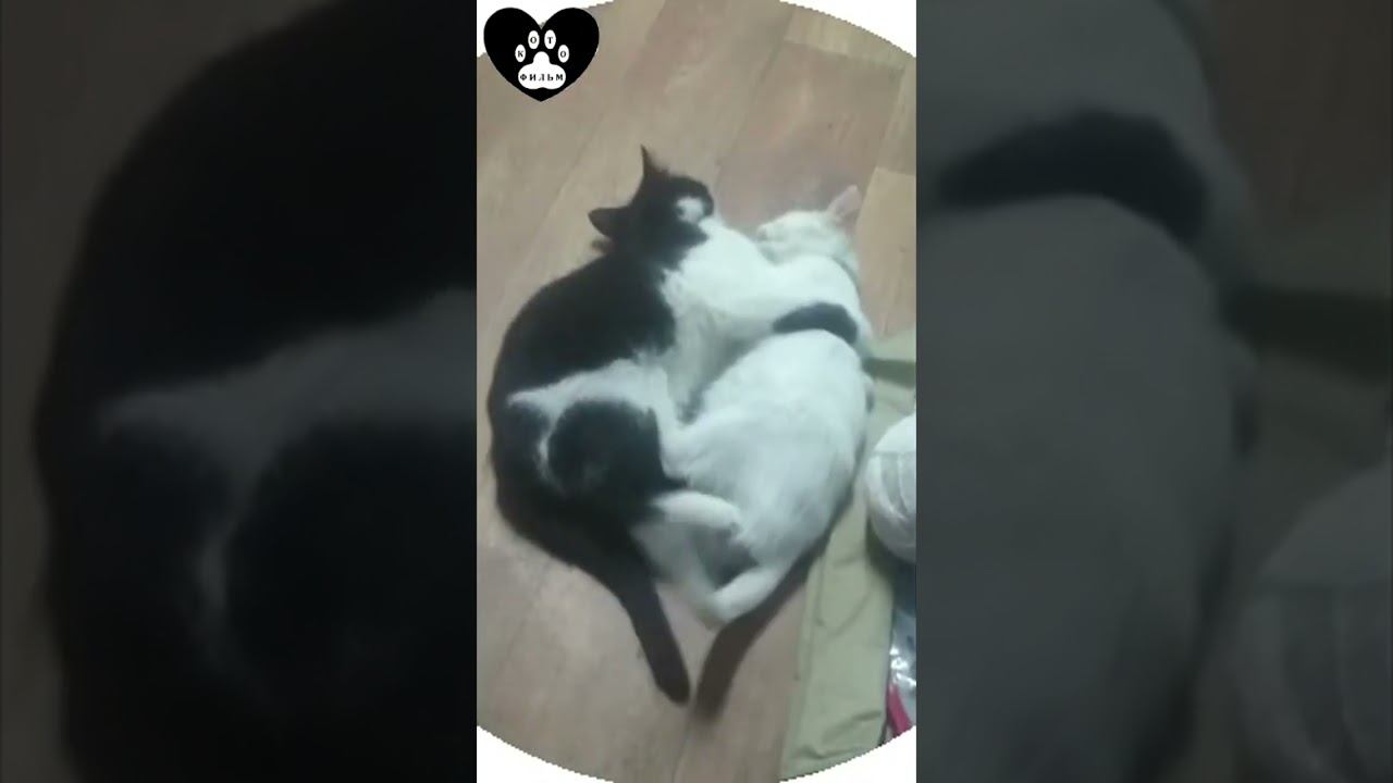 Играй со мной