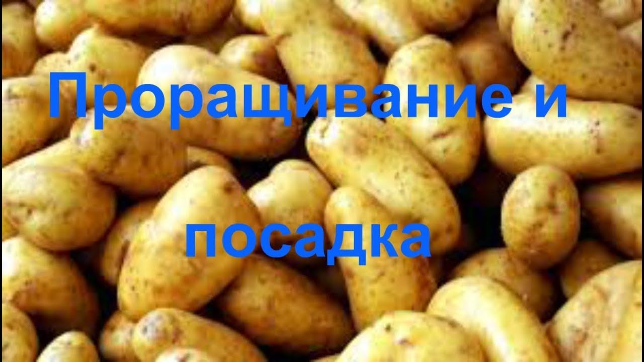 Картофель обзор, подготовка и посадка