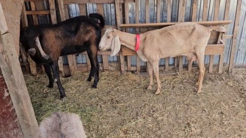 DE CE CER PE ȘEIC 500 EURO???