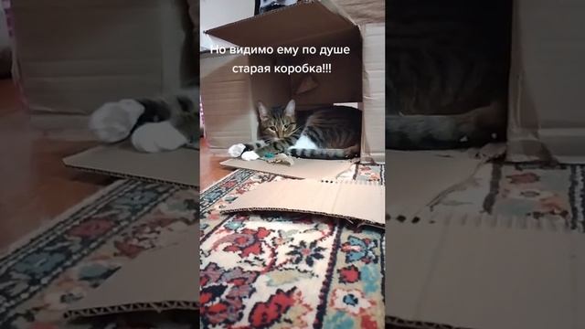 Любимая игрушка моего кота.mp4