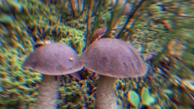 грибы ягоды