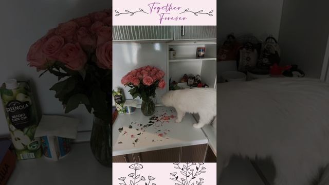 petal_20241215_113502.mp4