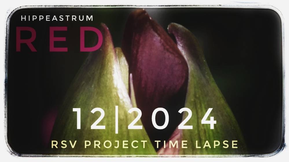 Hippeastrum Red Time Lapse | 12/2024