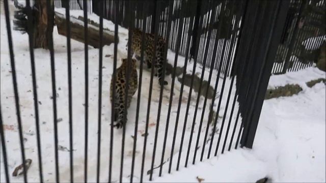 Дальневосточный леопард Хлоя. Я очень красивая, но ко мне не подходите, я всех покусаю 14.12.2024