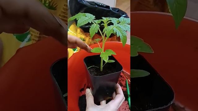 Вместо пикировки подсыпка томатов, 2 подсыпка рассады #shots
