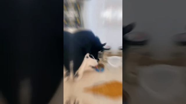 1000068495.mp4