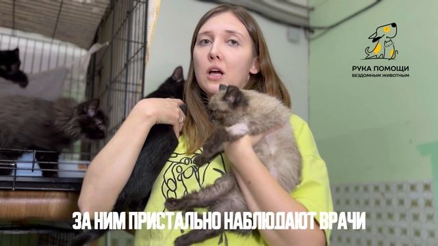 Новости о лечении Цыплят. Поддержать⬇️