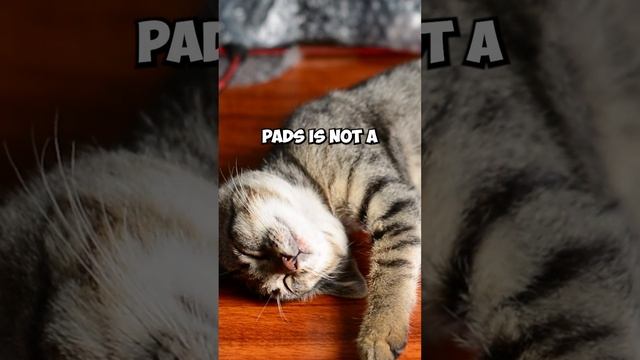 Do Cats Sweat? | Cat Facts