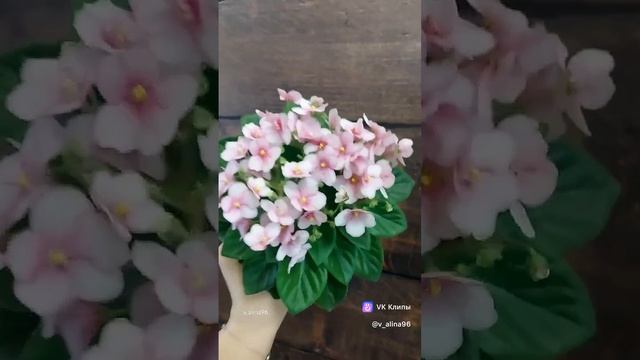фиалка взрослая, продажа