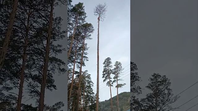 Спил сухой сосны в Республике Алтай 😎🌲