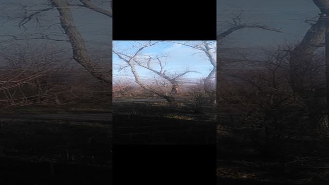 VID_20241216_095132.mp4