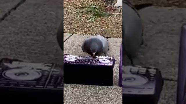 голубрейв )😆