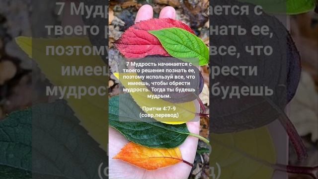 Библейские притчи 📖  8