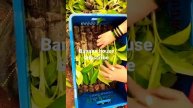 banana house tissue culture plants banana house nursery Grand 9 banana plants #banana_house