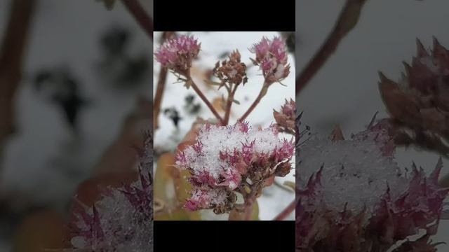 Зимние фрагменты
