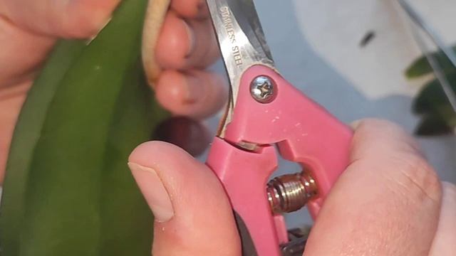 #фузариоз Как выглядит фузариозное кольцо. Наглядное пособие по обнаружению-где скрывался фузариоз.