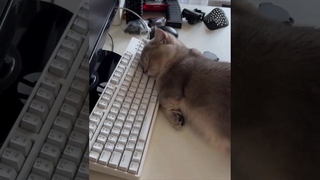 устал на работе😸