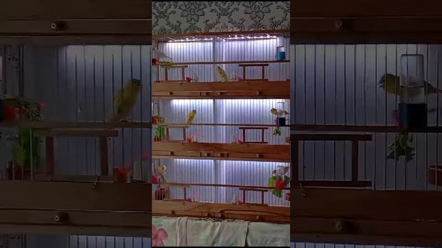1000039835.mp4