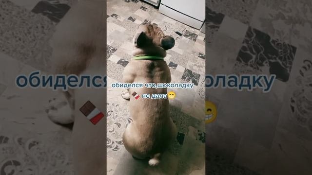 французский бульдог