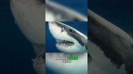 The Fascinating World of Shark Teeth Exploring the Secrets of Shark Dentition #shark #secret