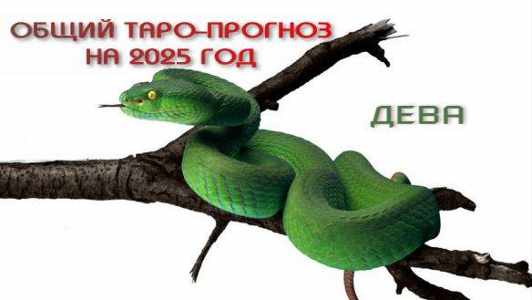 дева общий таро-прогноз на 2025 год