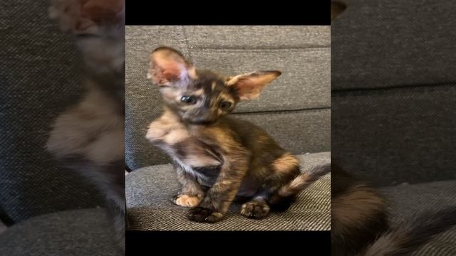 Котёнок 2 месяца