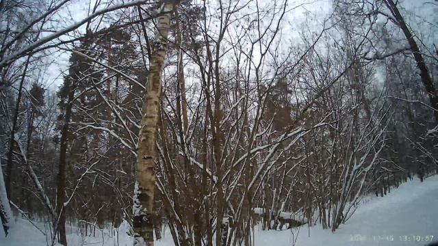 Настоящий лес. Но дома рядом.