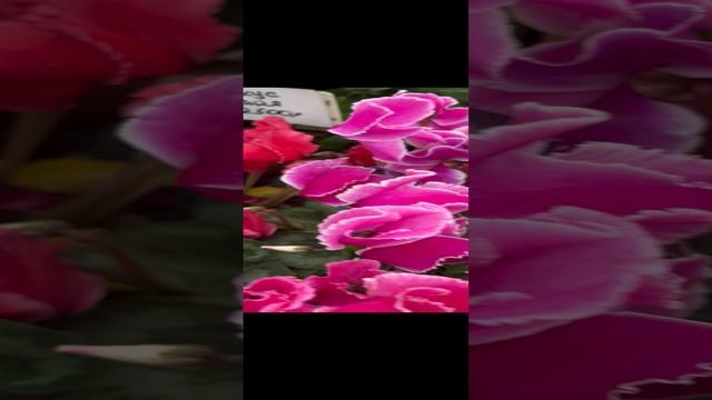 Цикломены 16.12.24