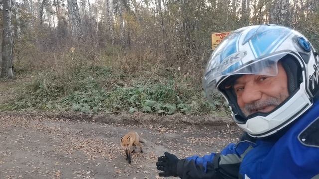 Три лисы