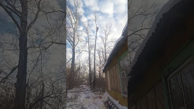 Спил любой сложности #арбодвиж https://vk.com/arbodvizh