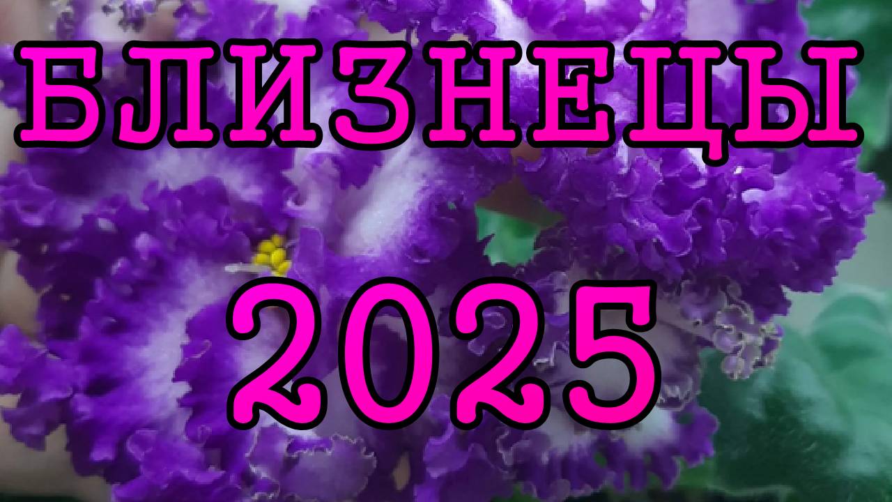 БЛИЗНЕЦЫ таро прогноз на 2025 год по 12 домам гороскопа.