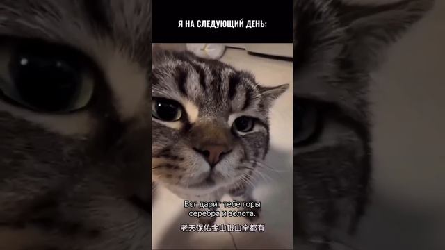 Вам везет Шисин!