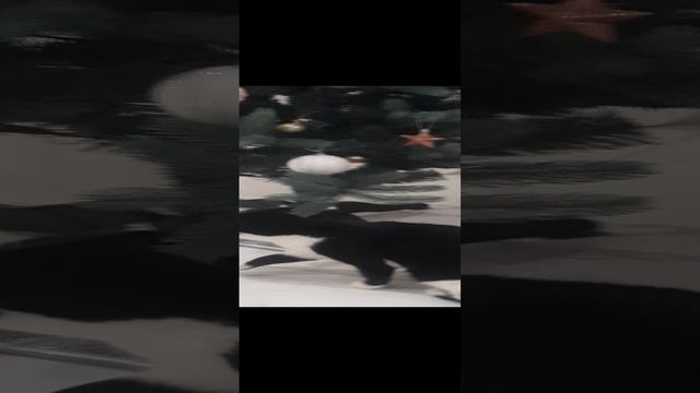 кошка играет с елкой с елочными шарами