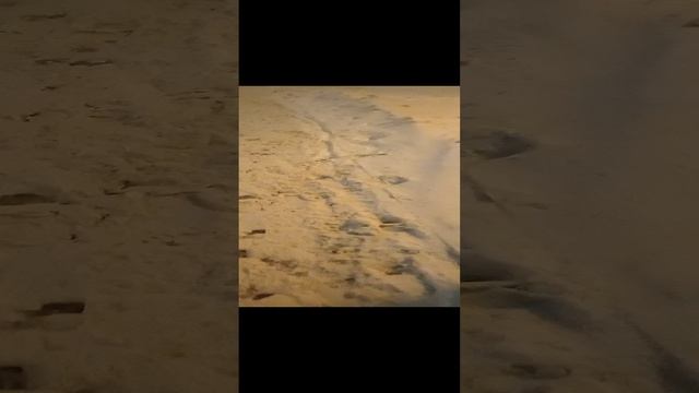 Walk and dog