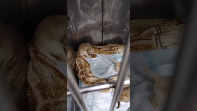 Подбросили малышей в коробке