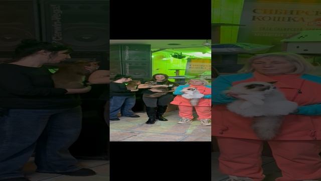 Выставка кошек