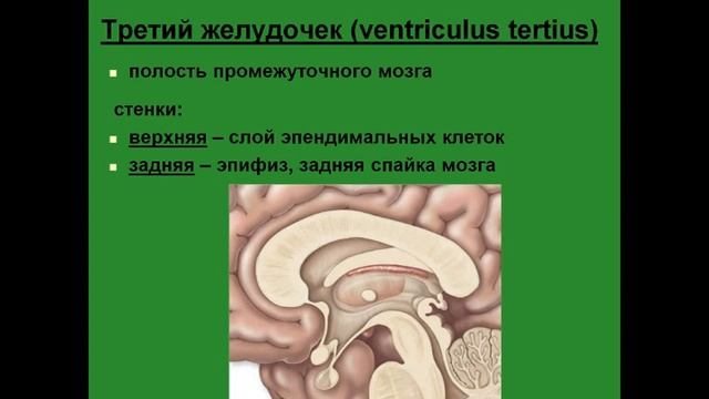 Третий желудочек