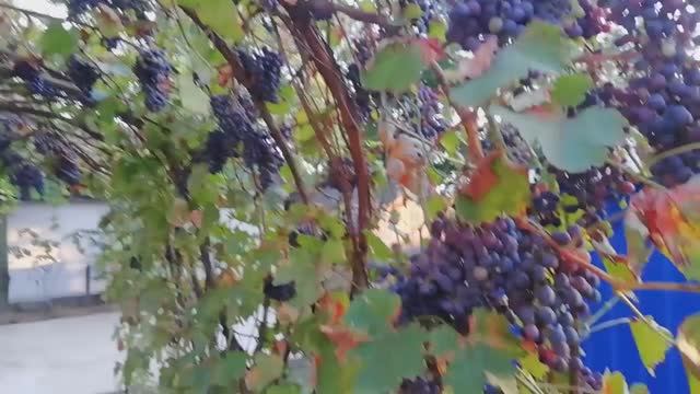 Домашнее вино из винограда. Этап первый. Юг Кубань