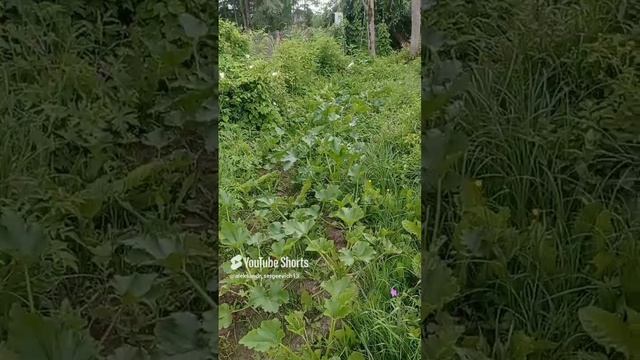 Успеют ли тыквы и кабачки дать плоды в этом году?...