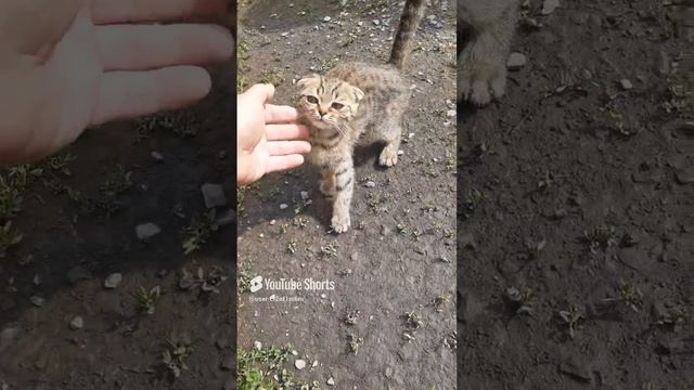 ПОДКИНУЛИ КОТЁНКА!!!Shorts