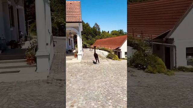 1000012994.mp4