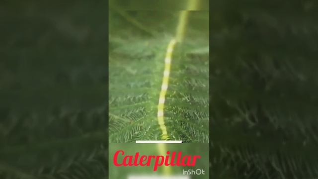 Incredible😳😳/ Camouflage/ insects