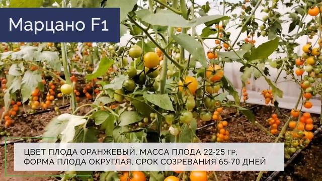 Томаты Черри видео