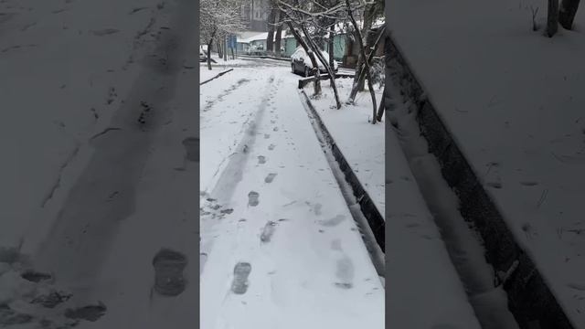 Снег в Ташкенте! ААААА!
