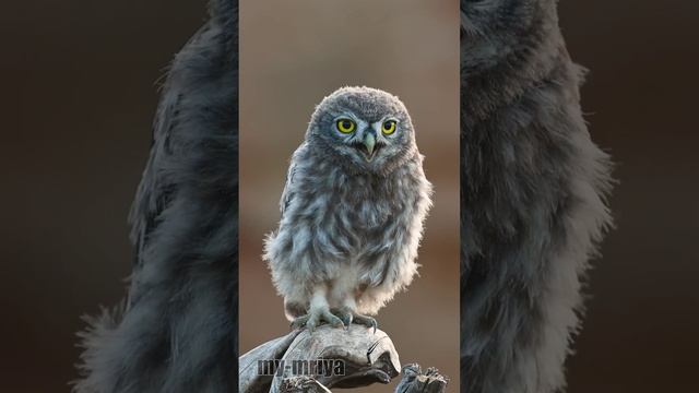 Домовый сычик. Малыш выпрашивает еду.