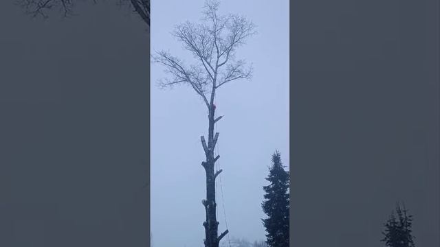 Спил любой сложности 😎🌲