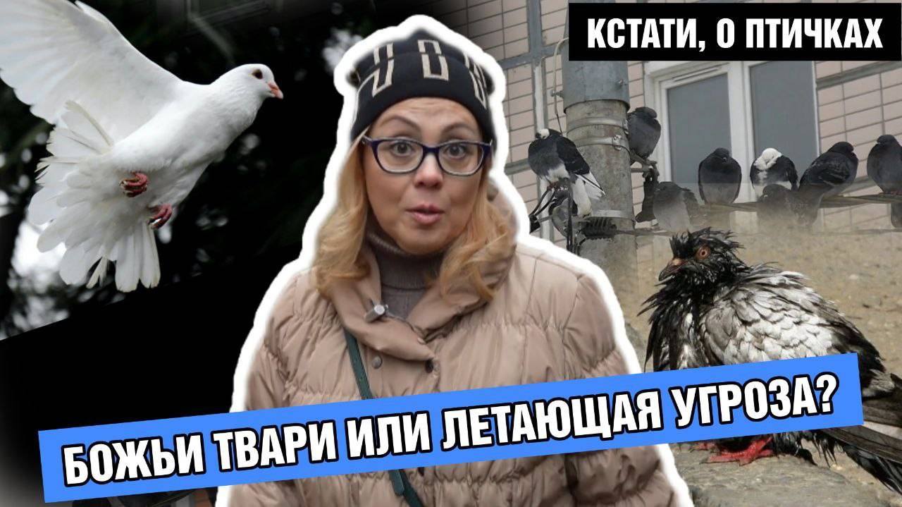 Кстати, о птичках. Божьи твари или летающая угроза?