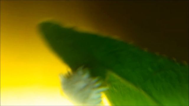 Dactylopius coccus (Cochineal) under cellphone microscope