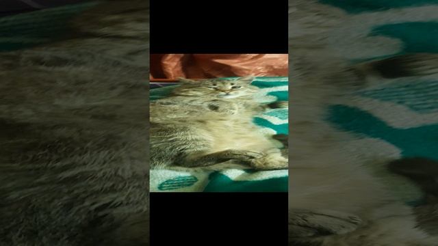 1000082169.mp4