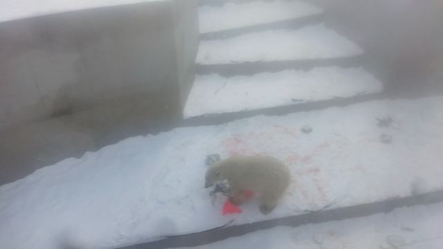 поздравляю с двухлетним днём рождения наших краасавиц белых медвежат белку и стрелку 16-12-2024